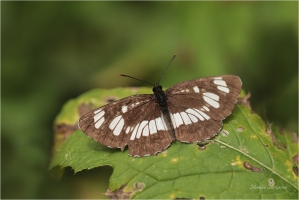 <p>BĚLOPÁSEK TAVOLNÍKOVÝ (Neptis rivularis) ---- /Hungarian glider - Schwarzer Trauerfalter/</p>